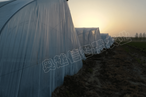 宿遷種植戶老棚升級(jí)智能棚，自動(dòng)灌溉、自動(dòng)控溫，自動(dòng)卷簾等